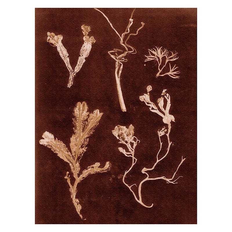 PernilleFolcarelliGardenHerbs30x40cm-31