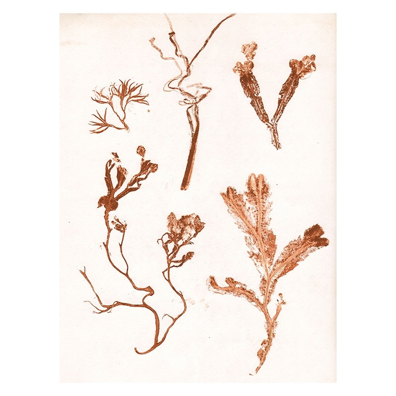 PernilleFolcarelliGardenHerbs30x40cm-31