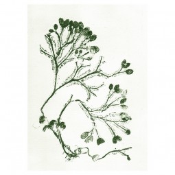 PernilleFolcarelliSeaweedGreenTapet-20