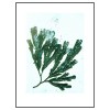 PernilleFolcarelliSeaweedSeaGreen30x40cm-01