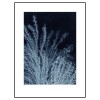 PernilleFolcarelliSilvergrass2MidnightBlue30x40cm-01