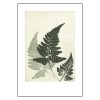 PernilleFolcarelliFernGreen70x100cm-01